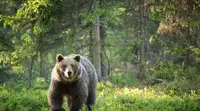 Санниковский сельсовет: фото медведя у сёл Алтайского края — постановочное
