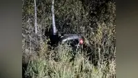 В ДТП с медведем под Томском пострадали три человека, хищник погиб