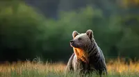 Биолог Сафонов: прикармливание приучает медведей возвращаться за едой