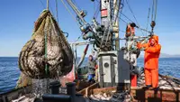 «В 12 раз больше»: Дальневосточные рыбаки нарастят вылов рыбы до 56,5 тыс. тонн в 2026 году