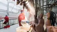 С высоты куриного взлета // Мясо птицы в августе подорожало более чем на 15%