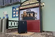 У вас перевес в три кота! В Пулково придумали необычный способ взвешивать чемоданы