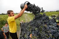 Запахло «Киндзмараули»! Грузия готовится к рекордному урожаю винограда