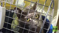 Сестра хозяйки найденного в аэропорту Краснодара кота рассказала о его состоянии