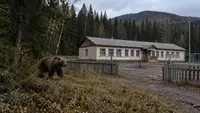 Три школы в Хакасии перешли на дистант из-за нашествия медведей