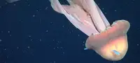 Зоологи запечатлели шестиметровую медузу в компании 19 центролофовых рыб