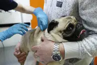 «Разгрызают себя до костей»: Попадание вируса Ауески в вакцину для собак назвали диверсией