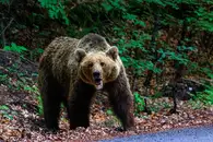 В Монголии поймали медведя, предположительно убившего человека