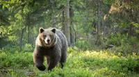 Минприроды: число бурых медведей в России за год выросло на 3,7 тысячи