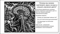 Апикальная гиперконтекстуализация. Почему мы можем чувствовать звуки на вкус и слышать звучание цвета?