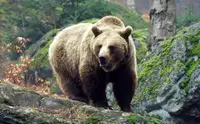 Число убитых в Красноярском крае медведей превысило тысячу