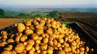 FT: Европа столкнётся с дефицитом картофеля из-за аномальной жары