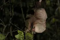 Какова роль насекомых в жизни позвоночных?
