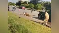 В Индии раненый леопард напал на приехавшего спасать его лесничего