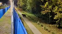 Заступил на косолапое дежурство: Медведь-пограничник объявился в двух шагах от Эстонии