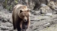 В Красноярском крае сообщили о гибели одного из лучших охотников на медведей