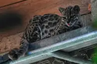 Размером с котёнка, но с диким нравом: Почему тилкайо не место на диване