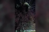 Ночной жор вышел из-под контроля: Медведи захватили ягодный куст на Камчатке