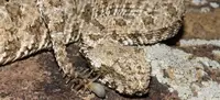 Герпетологи заглянули внутрь фальшивого паука на хвосте паукохвостой гадюки