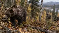 Раненый медведь-людоед выжил после встречи с охотниками в Красноярском крае