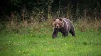 Жительница Красноярского края: медведь мог вытащить женщину через окно и убить