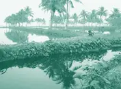 [Перевод] Городские рыбные пруды на сточных водах