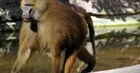 Самки павианов не впечатлились щедростью самцов