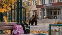 Уроки отменяются, охота начинаются: Медведь отправил на удалёнку целую школу под Иркутском