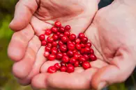 Грустно, но вкусно: Чрезмерное увлечение осенними ягодами бьёт по почкам и желудку россиян