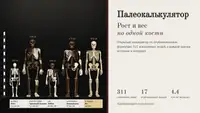 Рост и вес неандертальца по одной кости: я сделал открытый калькулятор по научным формулам