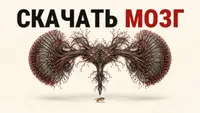 Один мозг на миллион пользователей: чему backend-разработчик может научиться у мозга мухи