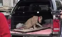 Луганская львица Сима отправилась в новый дом в Ярославле