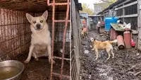 Уголовное дело завели после проверки приюта в Калуге с трупами собак и свалкой