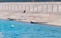 Полицейский в Приангарье застрелил медведя