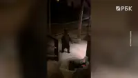 Медведь забрел в пятизвездочный отель на Красной Поляне. Видео
