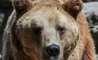 Мужчина погиб после нападения медведя на Камчатке