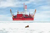 Моржи под наблюдением спутников: как учёные исследовали дикую природу Баренцева моря