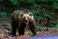 В Красноярском крае число ликвидированных медведей выросло до 898