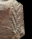 Найдена одна из старейших известных окаменелостей животного