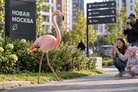 Розовый фламинго заблудился и оказался в Москве