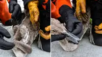 Сначала пришлось догнать: Спасатели вызволили лебедёнка из лесок на Патриарших прудах