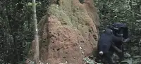 Детеныши шимпанзе из Сенегала взяли у матерей инструменты