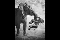 Снимки дикой природы от лауреатов конкурса Wildlife Photographer. Фото