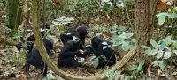 Самки бонобо обошли самцов по частоте охоты
