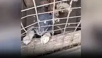 Голод, трупы и драки за еду: Зоозащитники показали ужасы подпольного собачьего концлагеря в Калуге