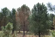 Опасный патоген сосен впервые обнаружен в Западной Сибири