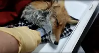 Лисичка ослепла и перестала ходить: В Ленобласти спасают малышку, едва не задохнувшуюся в пакете