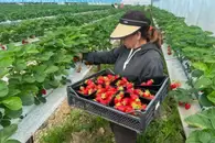 Учим робота собирать клубнику: от управления суставами до движения к ягоде