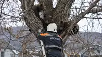 На Камчатке спасли трёх медвежат, забравшихся на дерево возле жилого дома