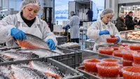 ДРУК отказалась от экспорта красной рыбы и икры из-за слабого вылова
